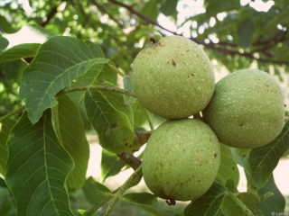 juglans regia.jpg